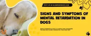 Signs and Symptoms of Mental Retardation in Dogs