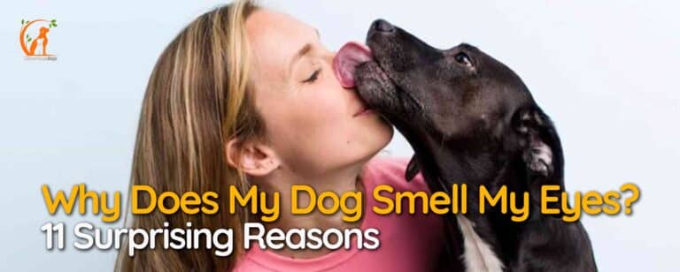 Why Does My Dog Smell My Eyes? 11 Surprising Reasons