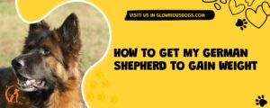 How to Get My German Shepherd to Gain Weight