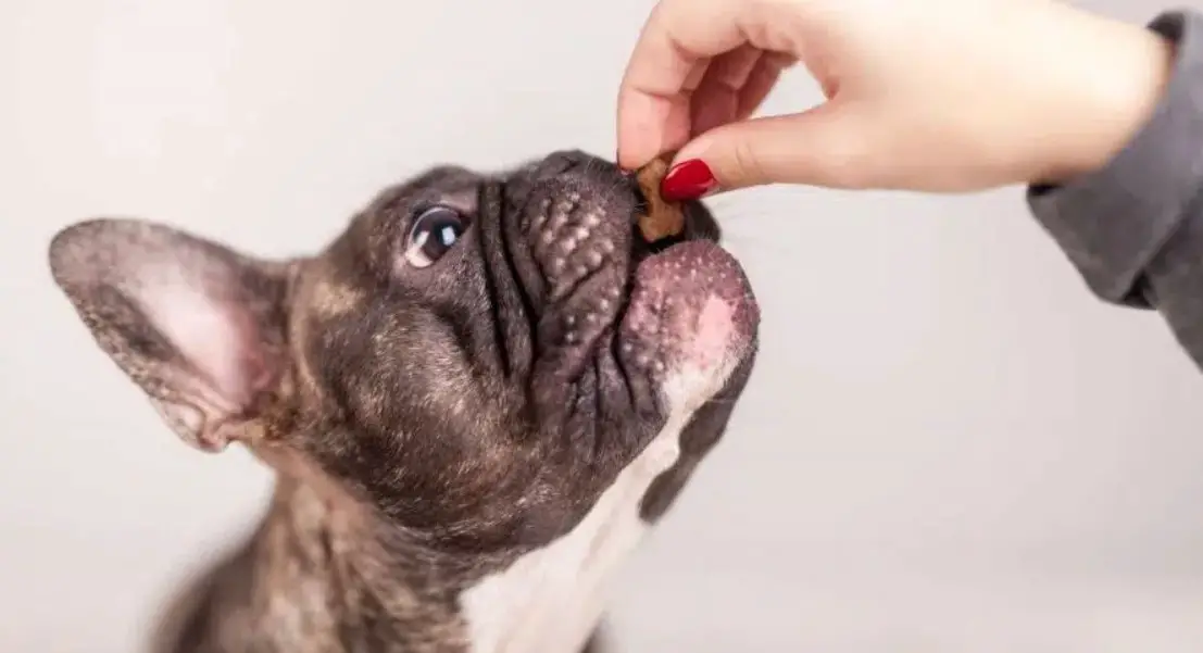 How Many Times Should You Feed a French Bulldog Puppy