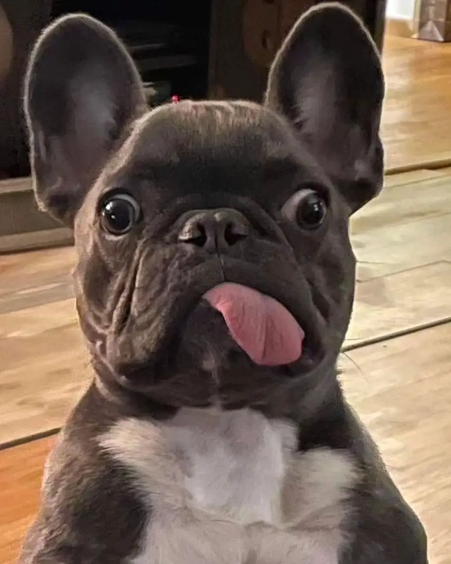How Big is a French Bulldogs Brain