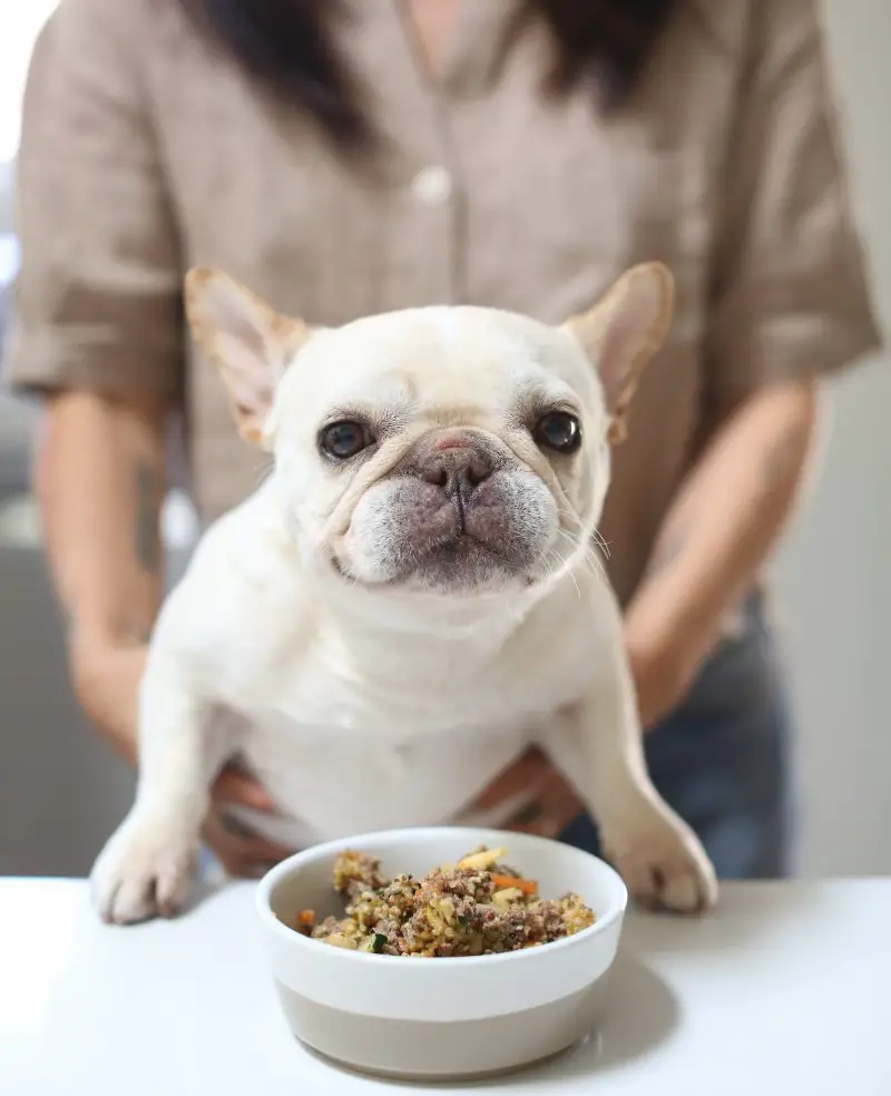 How Much Food Does a French Bulldog Need