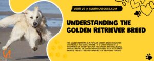 Understanding The Golden Retriever Breed