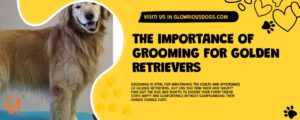 The Importance Of Grooming For Golden Retrievers