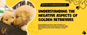 Understanding The Negative Aspects Of Golden Retrievers