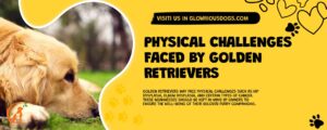 Physical Challenges Faced By Golden Retrievers