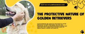 The Protective Nature Of Golden Retrievers