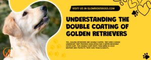 Understanding The Double Coating Of Golden Retrievers