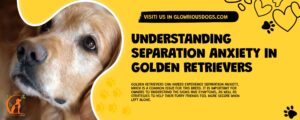 Understanding Separation Anxiety In Golden Retrievers