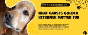 What Causes Golden Retriever Matted Fur