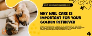 Why Nail Care Is Important For Your Golden Retriever