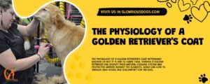 The Physiology Of A Golden Retriever'S Coat