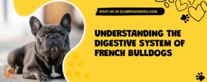 Identifying And Managing Vomiting In French Bulldogs