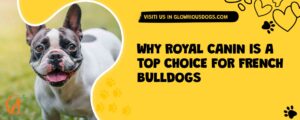 Why Royal Canin Is A Top Choice For French Bulldogs