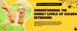 Understanding The Energy Levels Of Golden Retrievers