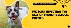 Factors Affecting The Size Of French Bulldog Puppies