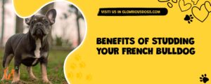 Benefits Of Studding Your French Bulldog