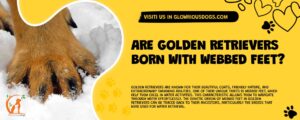 Are Golden Retrievers Born With Webbed Feet?