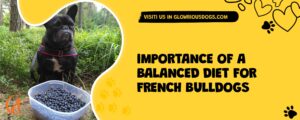 Importance Of A Balanced Diet For French Bulldogs