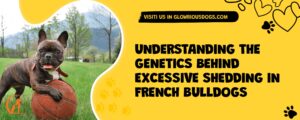 Understanding The Genetics Behind Excessive Shedding In French Bulldogs
