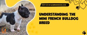 Understanding The Mini French Bulldog Breed