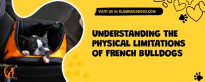 Understanding The Physical Limitations Of French Bulldogs