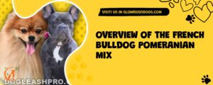 Overview Of The French Bulldog Pomeranian Mix