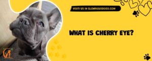 What Is Cherry Eye?