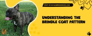 Understanding The Brindle Coat Pattern