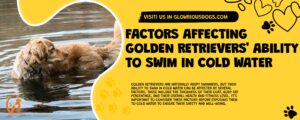 Factors Affecting Golden Retrievers' Ability To Swim In Cold Water