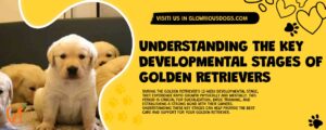 Understanding The Key Developmental Stages Of Golden Retrievers