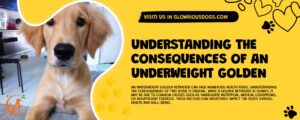 Understanding The Consequences Of An Underweight Golden Retriever
