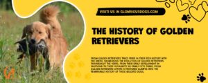 The History Of Golden Retrievers