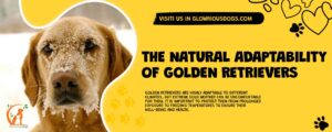 The Natural Adaptability Of Golden Retrievers