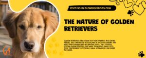 The Nature Of Golden Retrievers