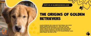 The Origins Of Golden Retrievers