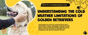 Understanding The Cold Weather Limitations Of Golden Retrievers