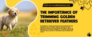 The Importance Of Trimming Golden Retriever Feathers