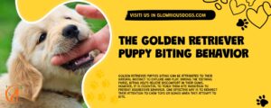 The Golden Retriever Puppy Biting Behavior