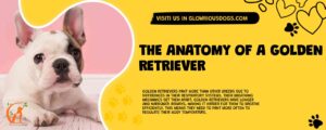 The Anatomy Of A Golden Retriever