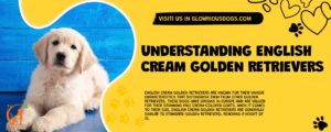 Understanding English Cream Golden Retrievers