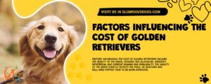 Factors Influencing The Cost Of Golden Retrievers