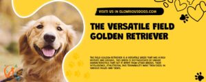 The Versatile Field Golden Retriever