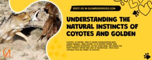 Understanding The Natural Instincts Of Coyotes And Golden Retrievers