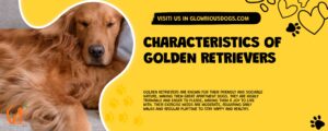Characteristics Of Golden Retrievers