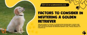 Factors To Consider In Neutering A Golden Retriever