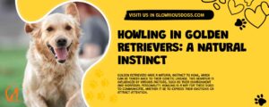 Howling In Golden Retrievers: A Natural Instinct