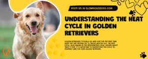 Understanding The Heat Cycle In Golden Retrievers