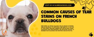 Common Causes Of Tear Stains On French Bulldogs