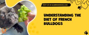 Understanding The Diet Of French Bulldogs